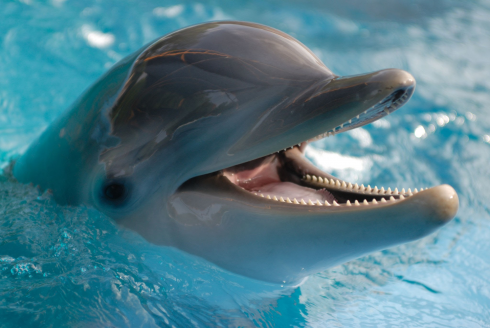 Aviaria, virus scoperto anche nei delfini negli Stati Uniti