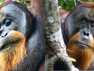 Orangutan ferito visto usare la pianta come medicina