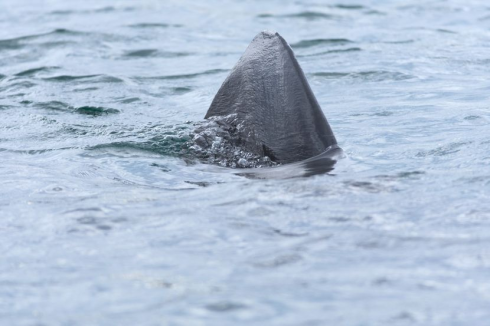 Filmato un grande squalo bianco nel Mar Adriatico vicino a una famosa isola croata