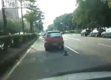 cane trascinato da auto