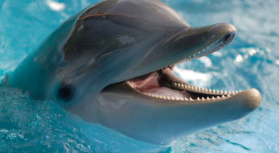 Aviaria, virus scoperto anche nei delfini negli Stati Uniti