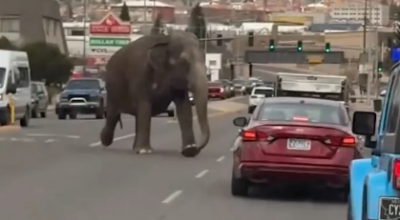Elefante in fuga in città tra le auto negli Stati Uniti. Caos ma nessun ferito – Il video