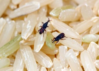 insetti nel riso