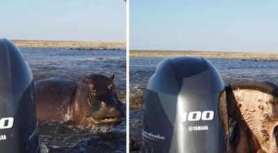 Momento terrificante in Namibia, un ippopotamo attacca un'imbarcazione turistica affondando i suoi enormi denti nella carena – Il video