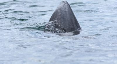 Filmato un grande squalo bianco nel Mar Adriatico vicino a una famosa isola croata