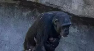 Una scimpanzé trasporta da mesi il cadavere del suo piccolo nel Bioparco di Valencia, in Spagna