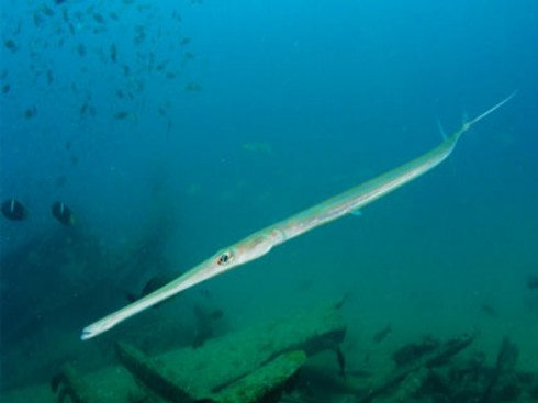 pesce flauto pesce flauto