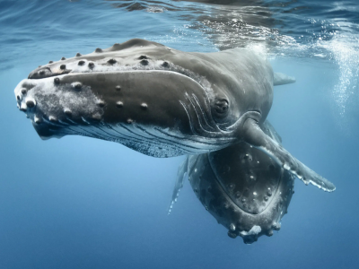 Dieci balene avvistate nel mar Adriatico al largo dell'isola balcanica di Vis – Il video
