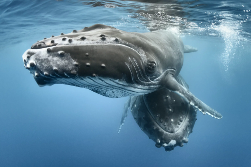 Dieci balene avvistate nel mar Adriatico al largo dell'isola balcanica di Vis – Il video