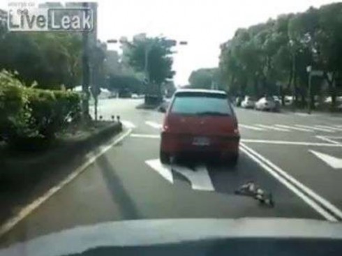 cane trascinato da auto