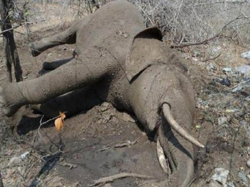 elefante avvelenato con cianuro