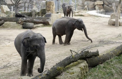 elefanti zoo di praga