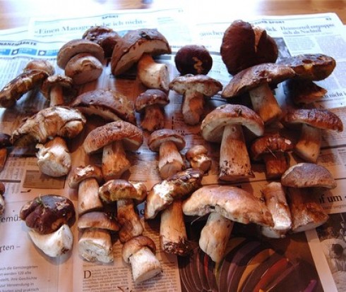 funghi funghi