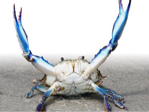 granchio granchio