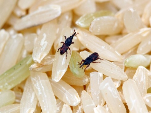 insetti nel riso