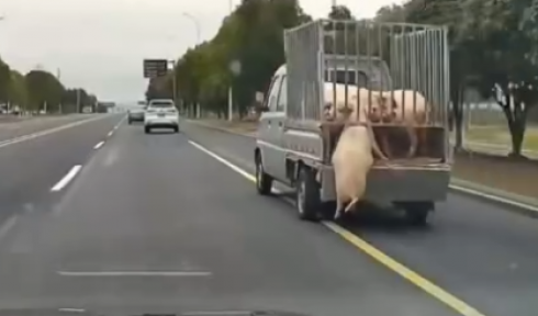Maiale cade da un camion e si salva dal macello - Video