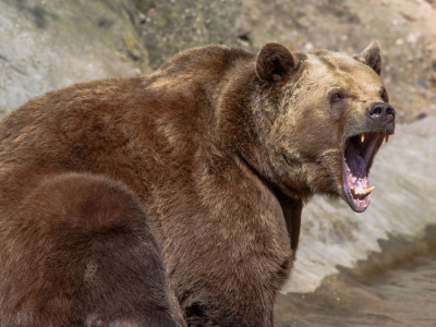 Nel nord della Slovacchia è stato dichiarato lo stato di emergenza a causa della comparsa degli orsi