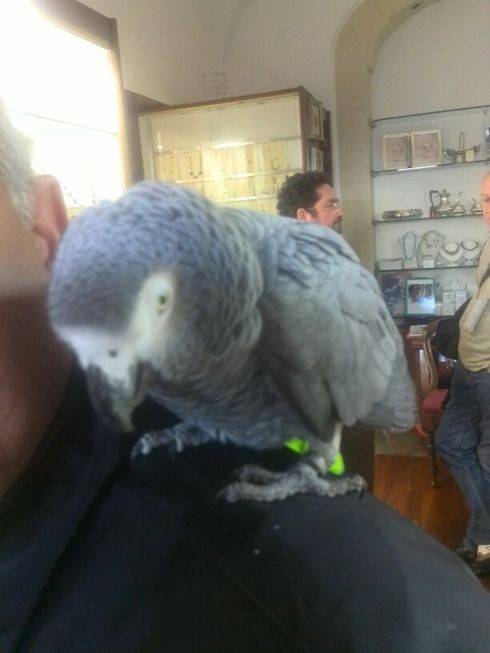 pappagallo cenerino salvato a Lecce