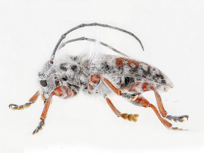 Uno spettacolare scarabeo irsuto scoperto in Australia potrebbe essere l'insetto più peloso mai visto al mondo