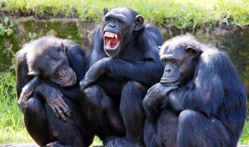scimpanze'