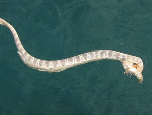 Una donna di 40 anni è stata morsa da un serpente mentre nuotava