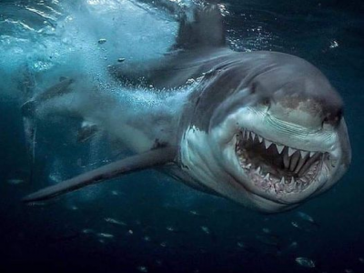 Reggio Calabria, filmato squalo bianco femmina di oltre tre metri a pochi metri dalla spiaggia