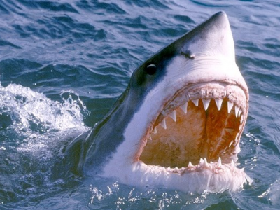 Allarme squali a Huntington Beach in California: chiusa per giorni la spiaggia dopo il ritrovamento di una balena con segni di morsi spiaggiata anche se ancora viva