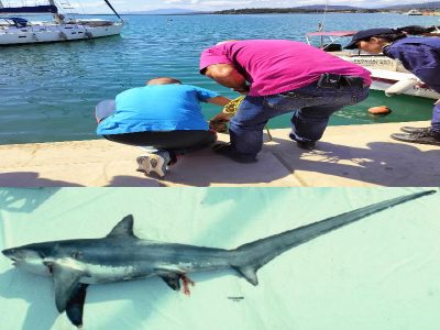 Allerta nel porto di Volos in Grecia, trovato uno squalo lungo 3,5 metri – Il video