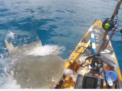 Video - Shock alle Hawaii: il momento in cui uno squalo attacca un kayak