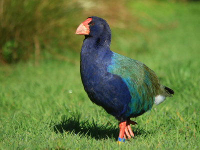 Un uccello preistorico ritenuto estinto ritorna in Nuova Zelanda