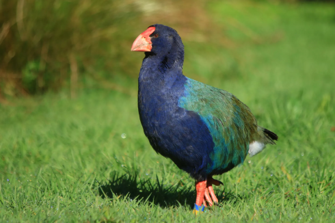 Un uccello preistorico ritenuto estinto ritorna in Nuova Zelanda