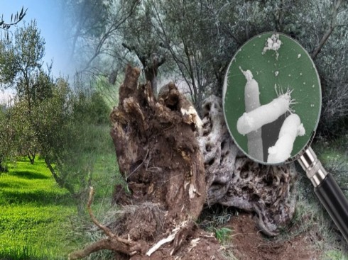 xylella xylella