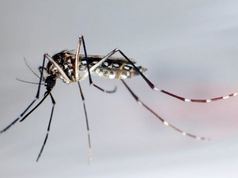 zanzara Aedes