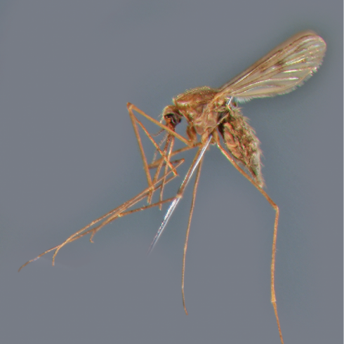 Raccolta in Puglia una zanzara in grado di trasmettere la malaria che si credeva scomparsa da oltre 50 anni