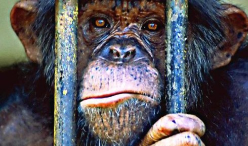 zoo orango