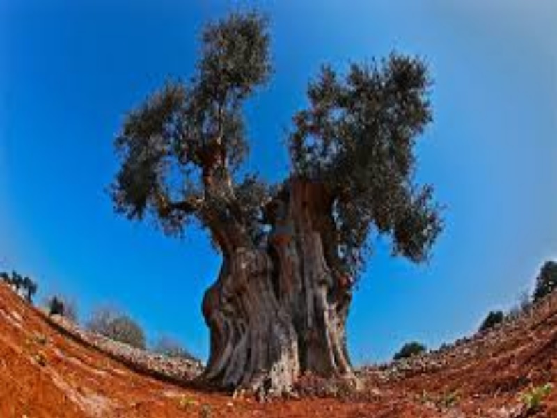 Tre Cognomi Popolari In Gran Bretagna