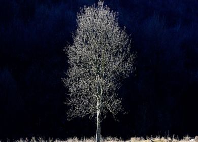 piante che dormono