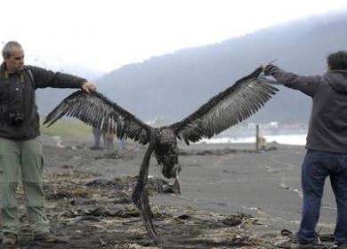 uccello marino morto