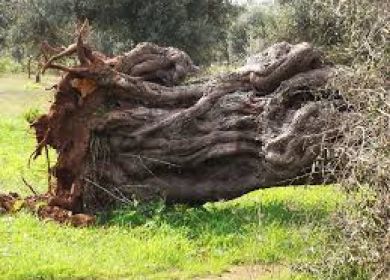 ulivo