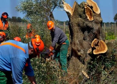 xylella
