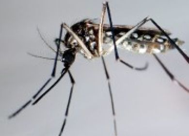 zanzara responsabile malattia dengue