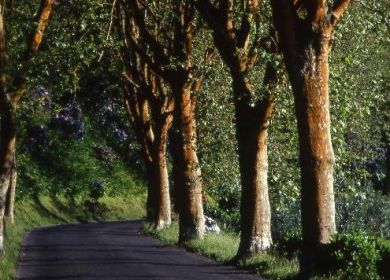 alberi a margine strada