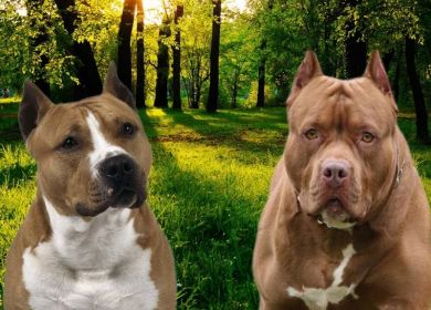 Staffordshire-Terrier