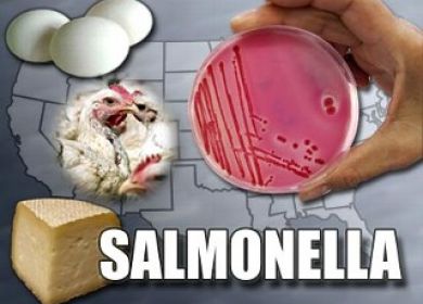 salmonella