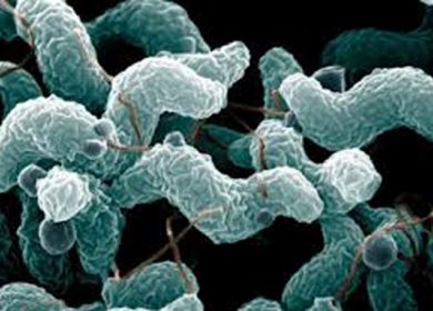 Campylobacter