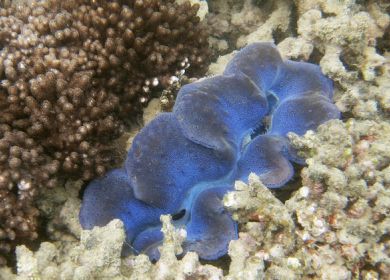 corallo australiano