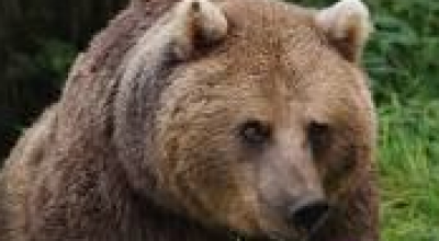 Romania, un'orsa uccide turista in motocicletta su una strada montana