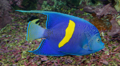 Specie aliene del mare: nel sud del Mare Egeo avvistato per la prima volta un pesce dell'Oceano Indiano