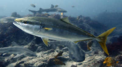 Specie aliene del mare, a Nardò nel Mar Ionio pescato per la prima volta un esemplare di ricciola giapponese (Seriola quinqueradiata)