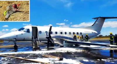 Incidente aereo in Tanzania: velivolo Sindbard Air impatta contro una zebra e compie un atterraggio di emergenza a Kilimanjaro